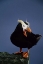 Picture of AK, PRIBILOF ISLANDS LONE PUFFIN ON ROCK LEDGE