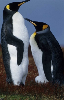 Picture of FALKLAND ISLANDS KING PENGUINS STAND IN TUNDRA