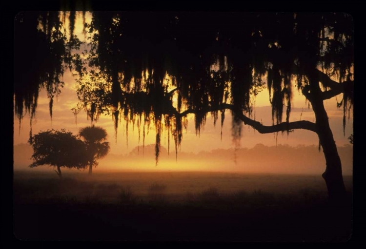 Picture of FL, LAKE KISSIMMEE SUNRISE SILHOUETTE OF TREES