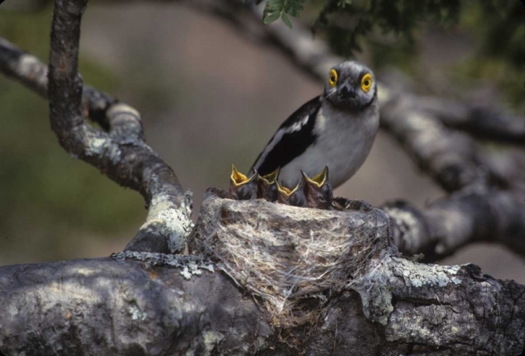 Picture of ZIMBABWE WHITE HELMUTSHRIKE ON NEST WITH CHICKS