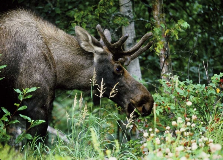 Picture of ALASKA, ICY BAY BULL MOOSE GRAZING IN THE WOODS