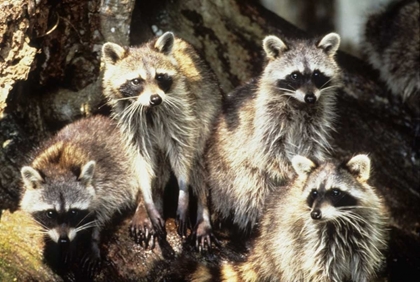 Picture of FLORIDA, SILVER SPRINGS RACCOON FAMILY PORTRAIT