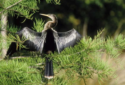 Picture of FLORIDA ANHINGA IN SPREAD-WING POSTURE BEHAVIOR
