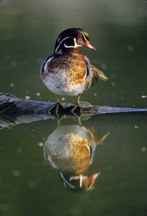 Picture of FLORIDA WOOD DUCK STANDS ON SUNKEN LOG IN WATER
