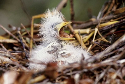 Picture of FLORIDA BABY CATTLE EGRET IN NEST BEGS FOR FOOD
