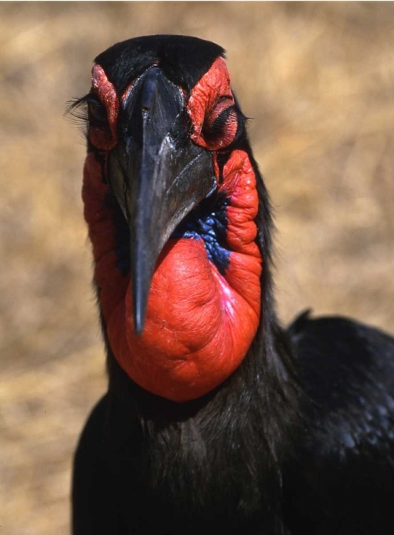 Picture of KENYA, SAMBURU NATIONAL RESERVE GROUND HORNBILL