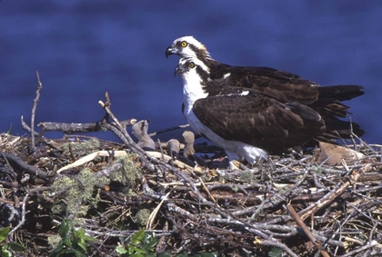 Picture of FL, BLUE CYPRESS LAKE, OSPREY AND CHICKS IN NEST