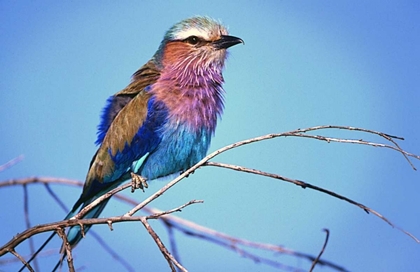 Picture of KENYA, MASAI MARA LILAC-BREASTED ROLLER ON LIMB