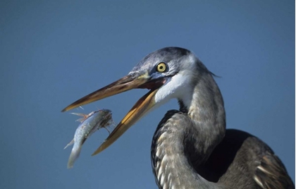 Picture of FL, FT DESOTO BEACH GREAT BLUE HERON WITH FISH