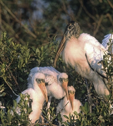 Picture of FL, EVERGLADES NP WOOD STORK AND CHICKS ON NEST