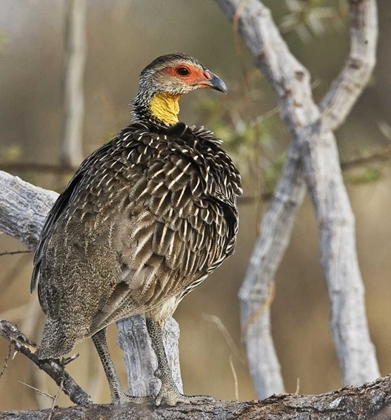 Picture of KENYA YELLOW-NECKED SPURFOWL BIRD ON TREE TRUNK