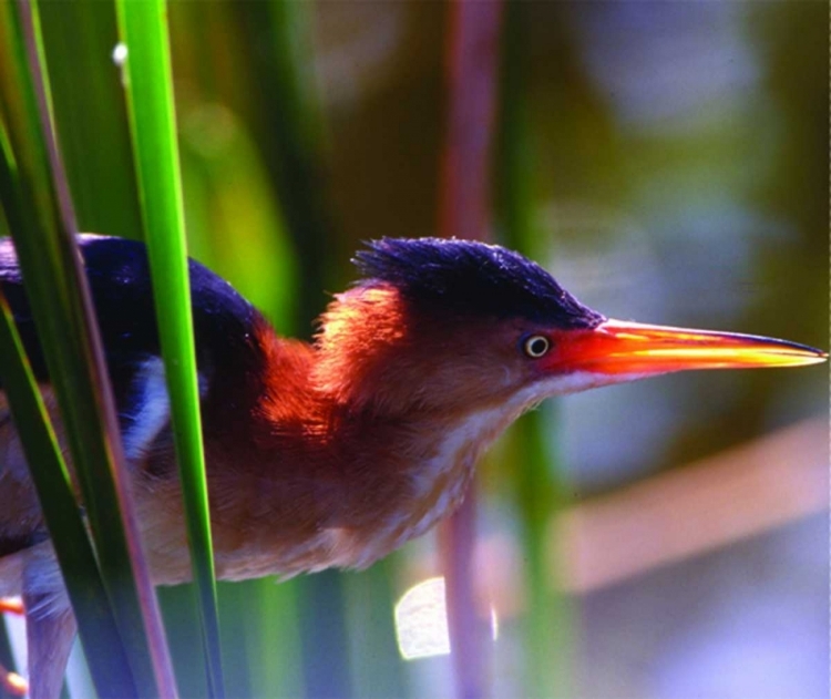 Picture of FL, LEAST BITTERN MALE IN WAKODAHATCHEE WETLANDS