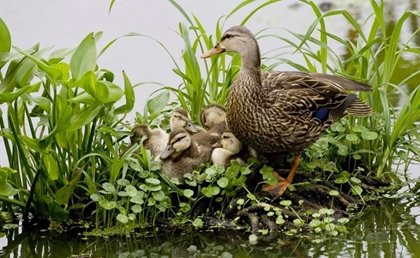 Picture of FL, DELRAY BEACH MOTTLED DUCK PARENT AND CHICKS