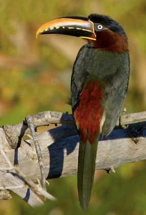 Picture of BRAZIL, PANTANAL CHESTNUT-EARED ARACARI ON TREE