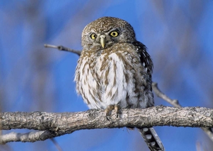 Picture of ZIMBABWE CLOSE-UP OF PEARL SPOTTED OWL ON BRANCH
