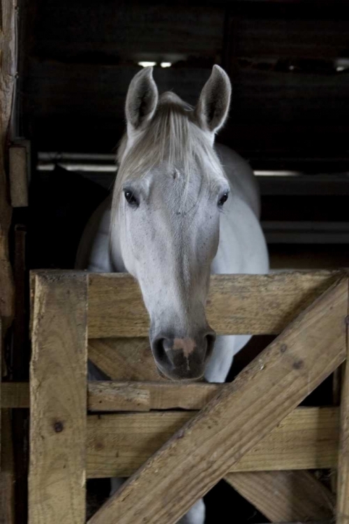 Picture of USA, FLORIDA CLOSE-UP OF HORSE PEERING OVER GATE