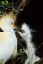 Picture of FLORIDA CATTLE EGRET FEEDS ONE OF ITS TWO CHICKS