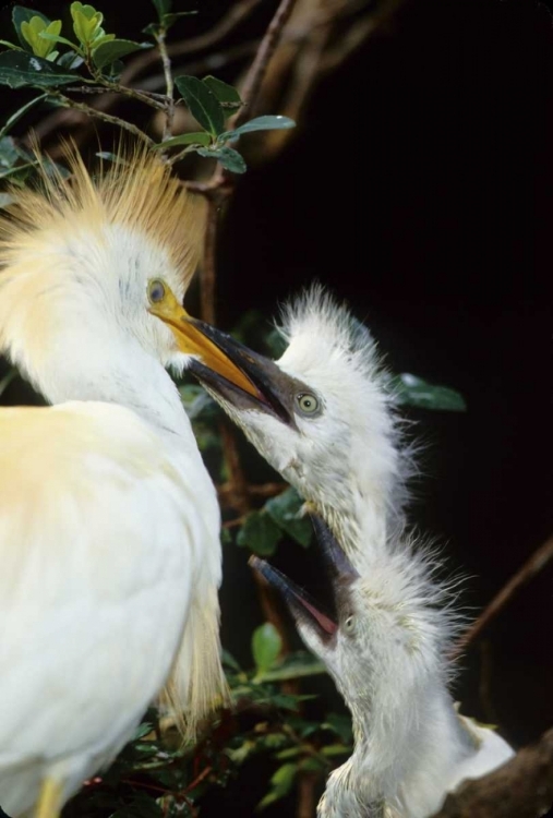 Picture of FLORIDA CATTLE EGRET FEEDS ONE OF ITS TWO CHICKS