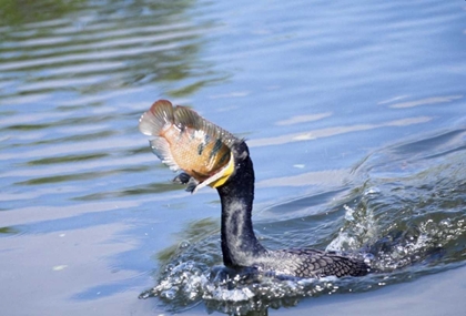 Picture of FLORIDA CORMORANT SWALLOWING FRESHLY CAUGHT FISH