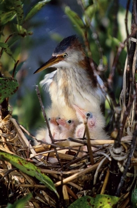 Picture of FLORIDA LEAST BITTERN PARENT WITH CHICKS IN NEST