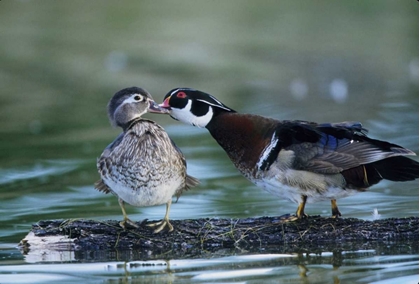 Picture of FLORIDA WOOD DUCK INTERACTS WITH YOUNG OFFSPRING