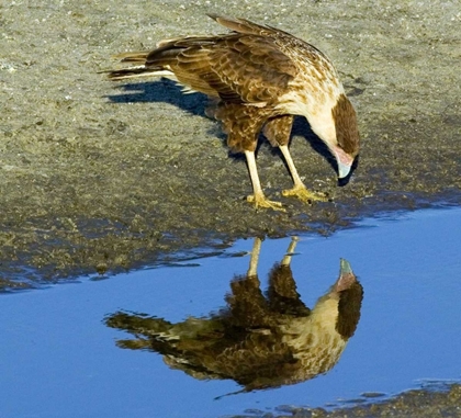 Picture of FLORIDA IMMATURE CRESTED CARACARA LOOKS IN WATER
