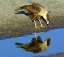 Picture of FLORIDA IMMATURE CRESTED CARACARA LOOKS IN WATER