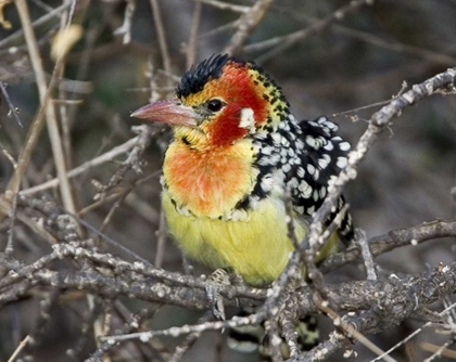 Picture of KENYA RED AND YELLOW BARBET PERCHED ON TREE LIMB