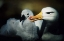 Picture of FALKLAND ISLANDS ALBATROSS PARENT GROOMING CHICK