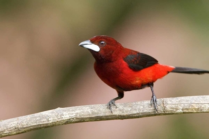 Picture of PANAMA CANAL ZONE CRIMSON-BACKED TANAGER ON LIMB