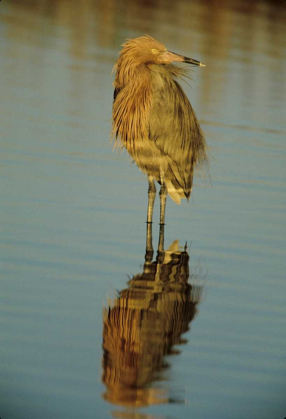 Picture of FL, REDDISH EGRET REFLECTS IN WATER WHILE HUNTING