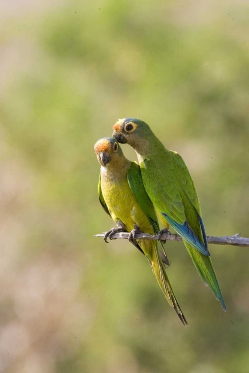 Picture of BRAZIL, PANTANAL PEACH-FRONTED PARAKEETS ON LIMB