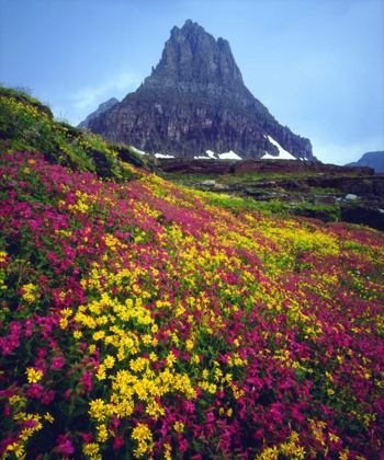 Picture of USA, MONTANA, GLACIER NP WILDFLOWERS IN SUMMER