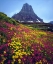 Picture of USA, MONTANA, GLACIER NP WILDFLOWERS IN SUMMER