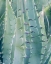 Picture of CALIFORNIA, JACUMBA PATTERNS OF AN AGAVE PLANT