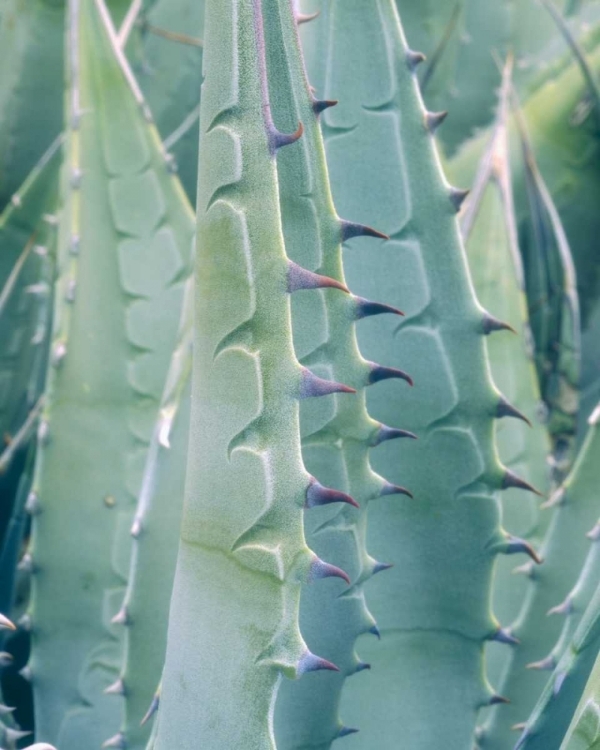 Picture of CALIFORNIA, JACUMBA PATTERNS OF AN AGAVE PLANT