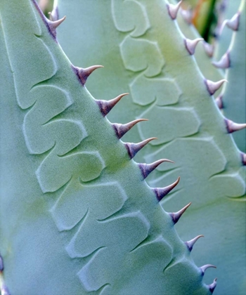 Picture of CALIFORNIA, JACUMBA PATTERNS OF AN AGAVE PLANT