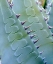 Picture of CALIFORNIA, JACUMBA PATTERNS OF AN AGAVE PLANT
