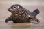 Picture of CALIFORNIA, LA JOLLA A BABY SEAL COMING ASHORE