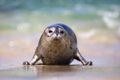 Picture of CALIFORNIA, LA JOLLA A BABY SEAL COMING ASHORE