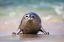 Picture of CALIFORNIA, LA JOLLA A BABY SEAL COMING ASHORE