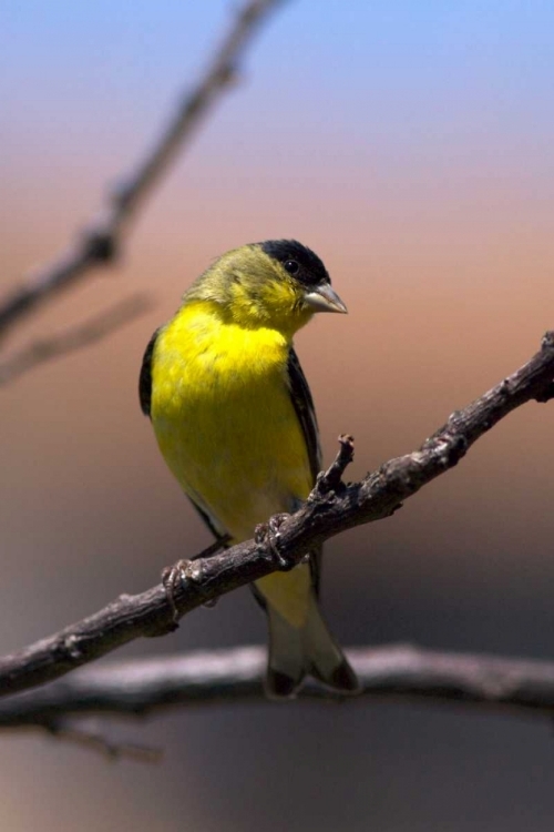 Picture of CALIFORNIA, SAN DIEGO, LAKESIDE A YELLOW FINCH