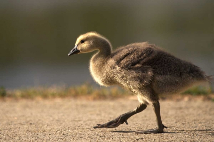 Picture of CALIFORNIA, SAN DIEGO, LAKESIDE CANADA GOSLING