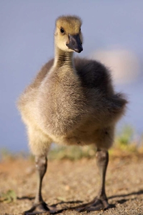 Picture of CALIFORNIA, SAN DIEGO, LAKESIDE CANADA GOSLING