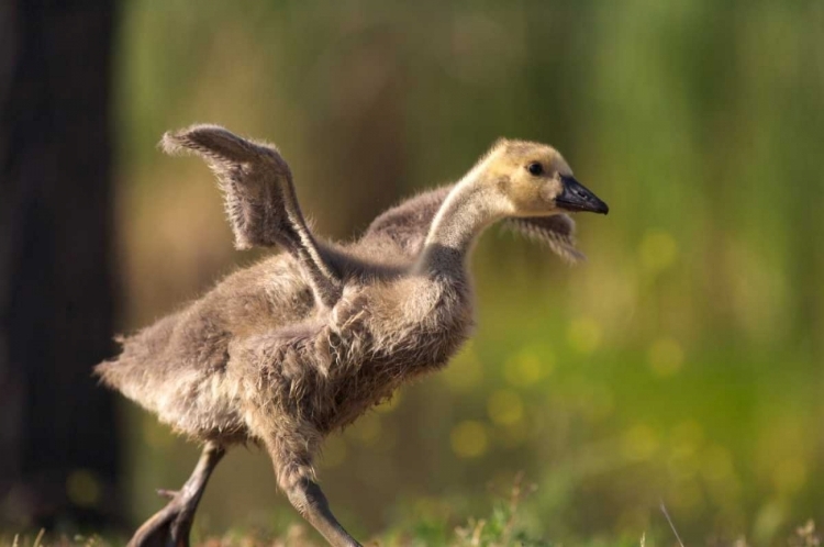 Picture of CALIFORNIA, SAN DIEGO, LAKESIDE CANADA GOSLING