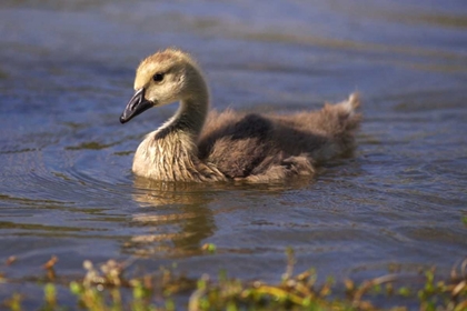 Picture of CALIFORNIA, SAN DIEGO, LAKESIDE CANADA GOSLING