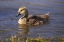 Picture of CALIFORNIA, SAN DIEGO, LAKESIDE CANADA GOSLING