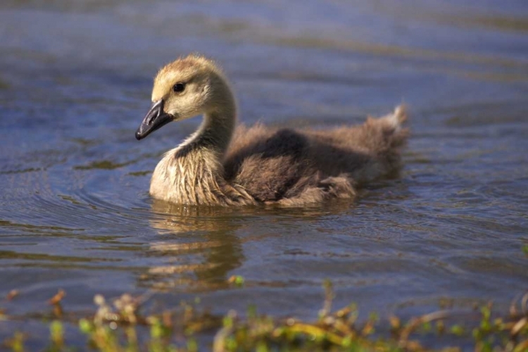Picture of CALIFORNIA, SAN DIEGO, LAKESIDE CANADA GOSLING