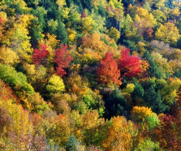Picture of VERMONT, AUTUMN COLORS IN THE FOREST OF VERMONT