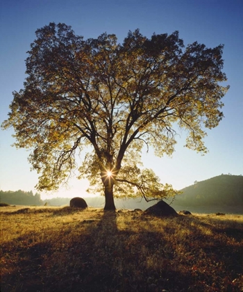 Picture of CALIFORNIA, SAN DIEGO BLACK OAK TREE IN AUTUMN